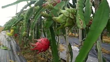 三亚火龙果种植水果红色植物视频的预览图